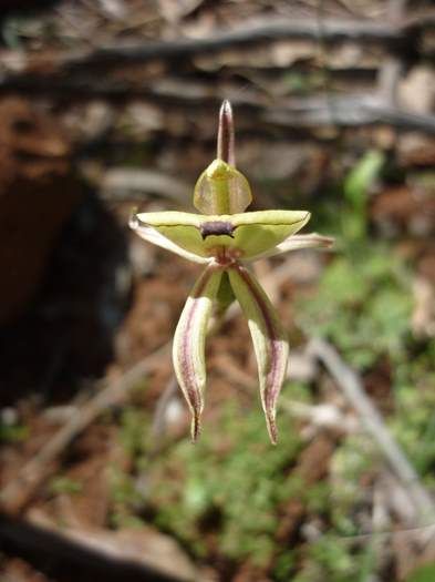 Caladenia roei Clown or ant orchid Sep 2020 06.JPG